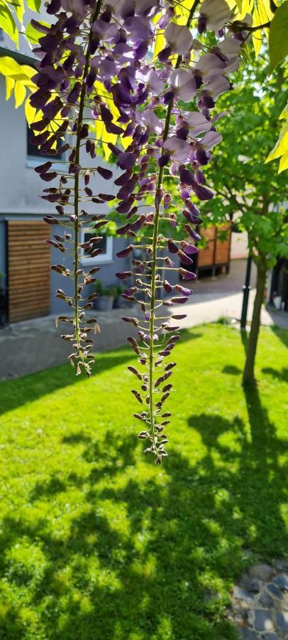 Apartment Rose Fritzlar Zewnętrze zdjęcie